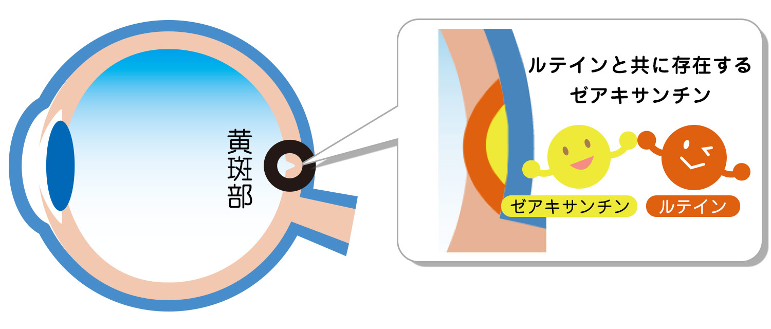 ゼアキサンチン